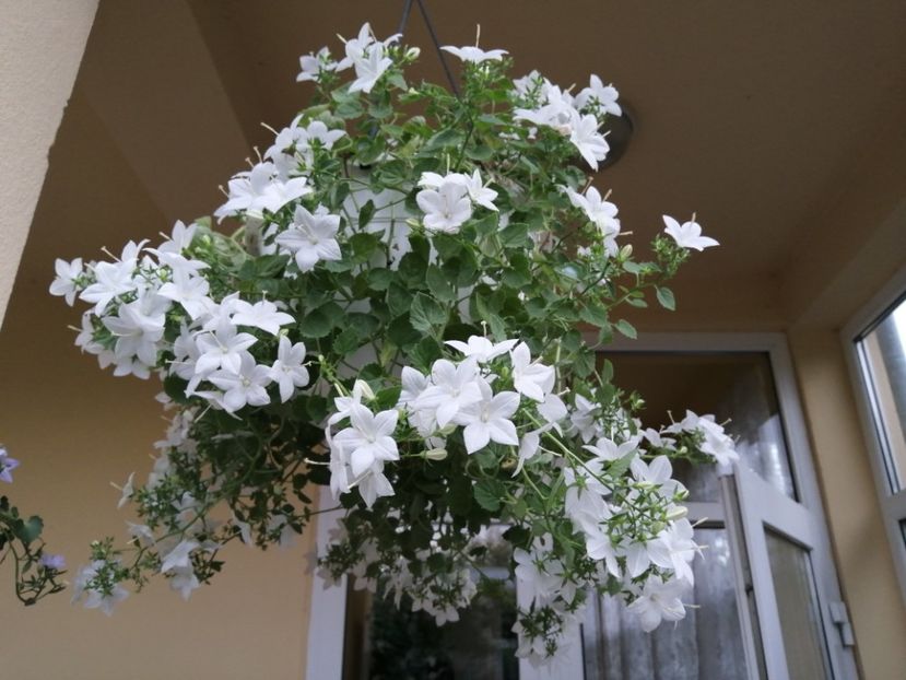  - Campanula