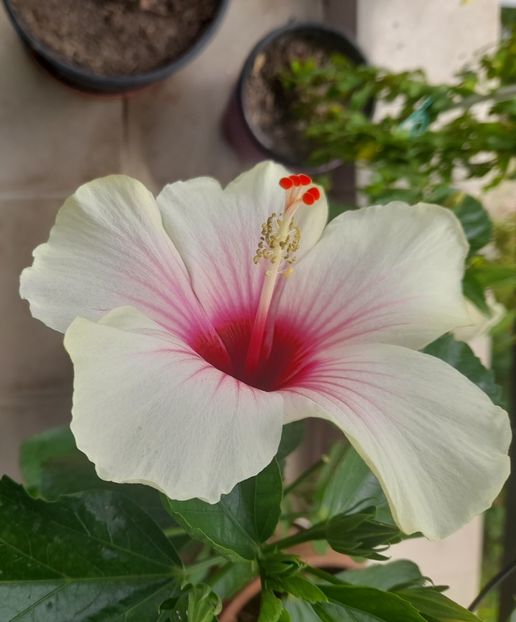  - Hibiscusi 2020 2022 2023