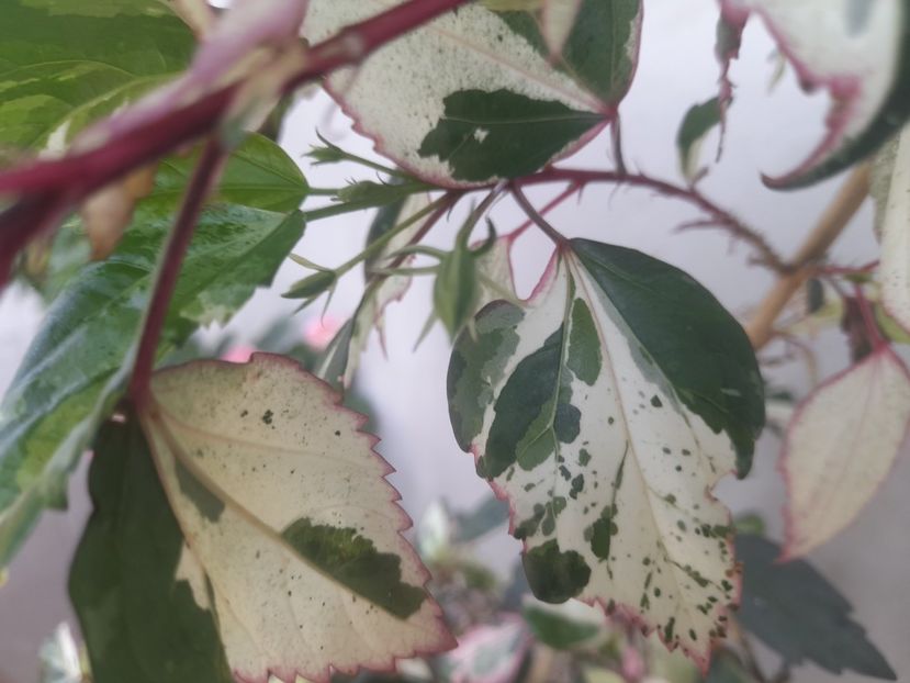  - Hibiscusi 2020 2022 2023