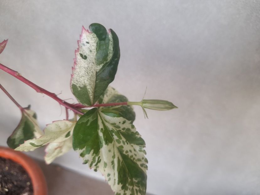  - Hibiscusi 2020 2022 2023