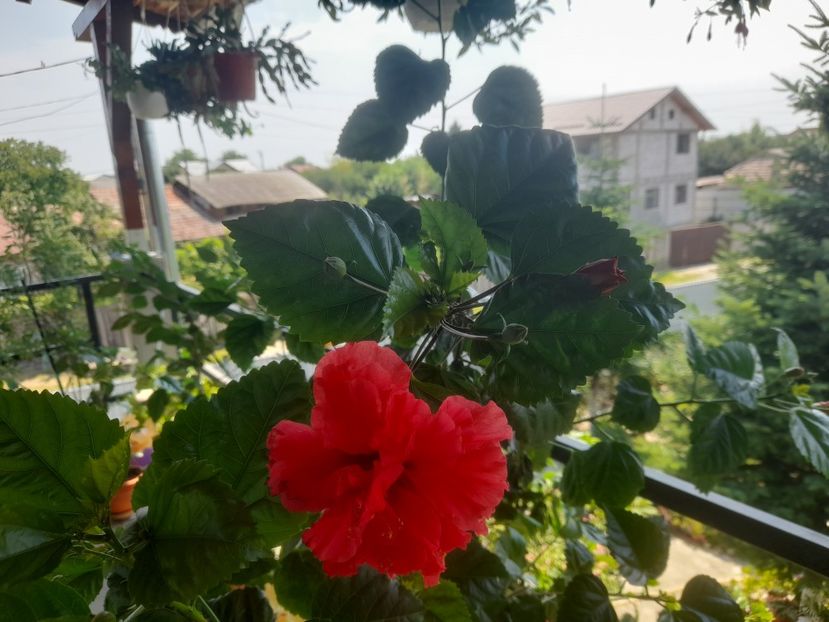  - Hibiscusi 2020 2022 2023