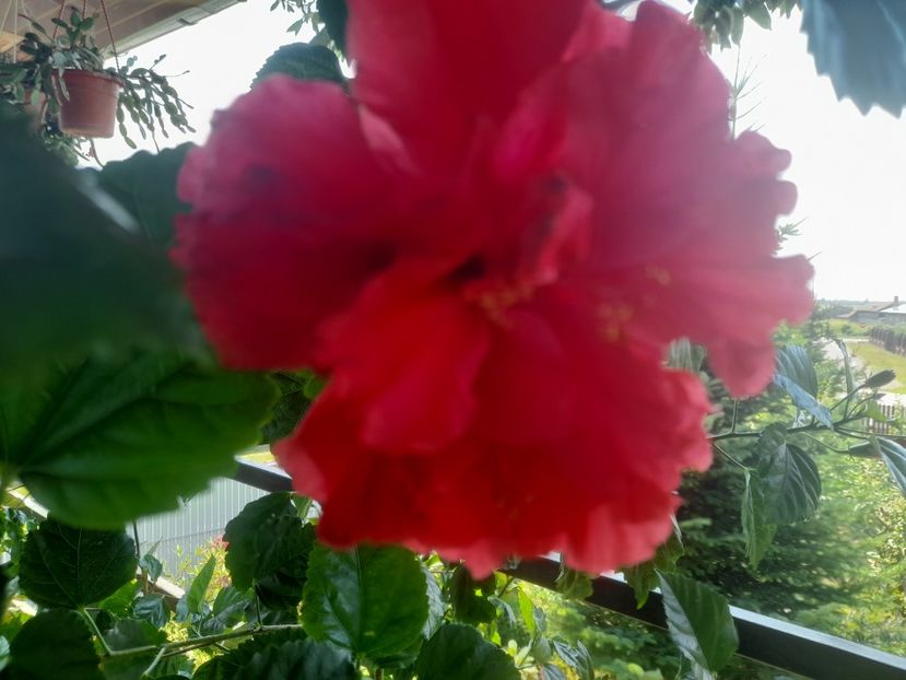  - Hibiscusi 2020 2022 2023