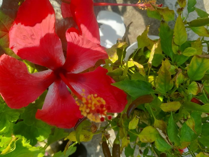  - Hibiscusi 2020 2022 2023