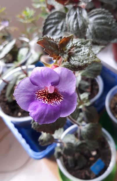 2022 - 0001 2022 - Big Bang