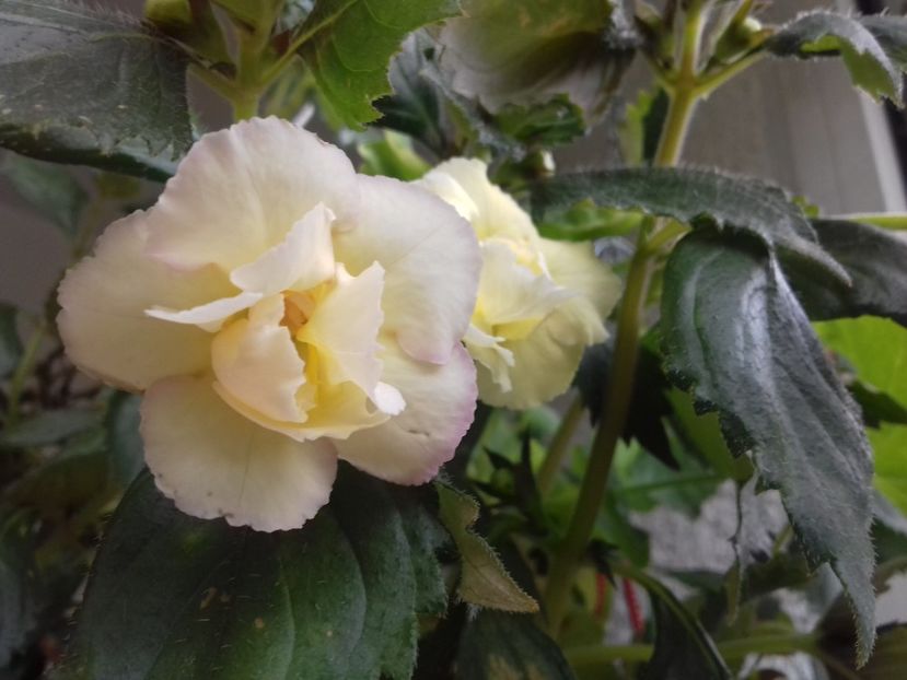 Superb! Multumeeesc Siy! - Yellow English Rose