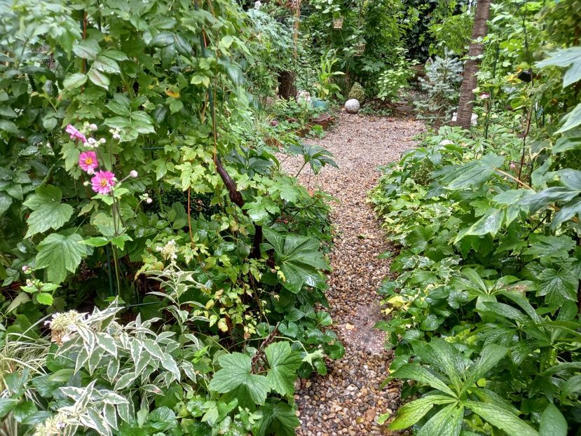  - Grădina 2022 continuare 3