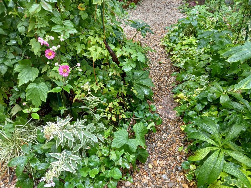  - Grădina 2022 continuare 3