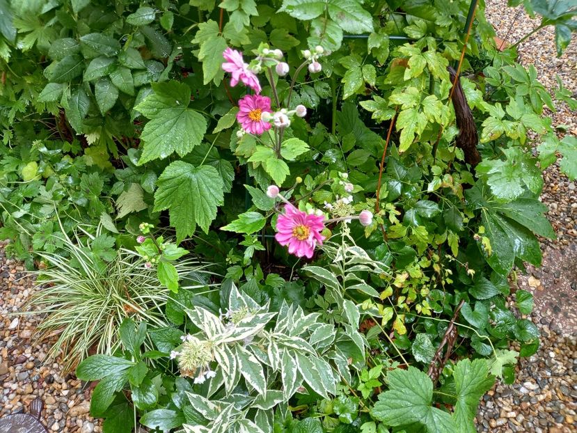  - Grădina 2022 continuare 3