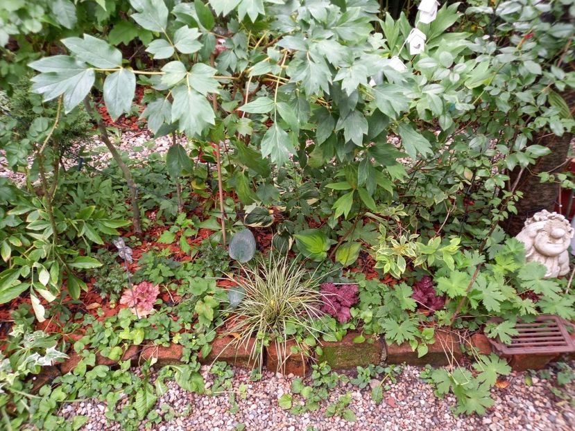 Rio, Berry Smoothie, Fire Chief, Peach Flambe - Grădina 2022 continuare 3