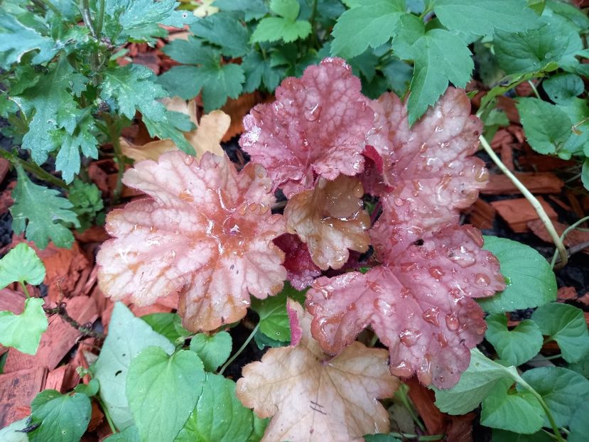 Rio - Grădina 2022 continuare 3