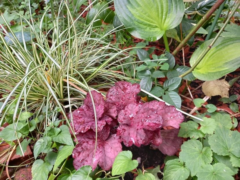 Berry Smoothie - Grădina 2022 continuare 3