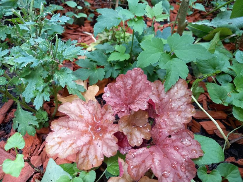 Rio - Grădina 2022 continuare 3