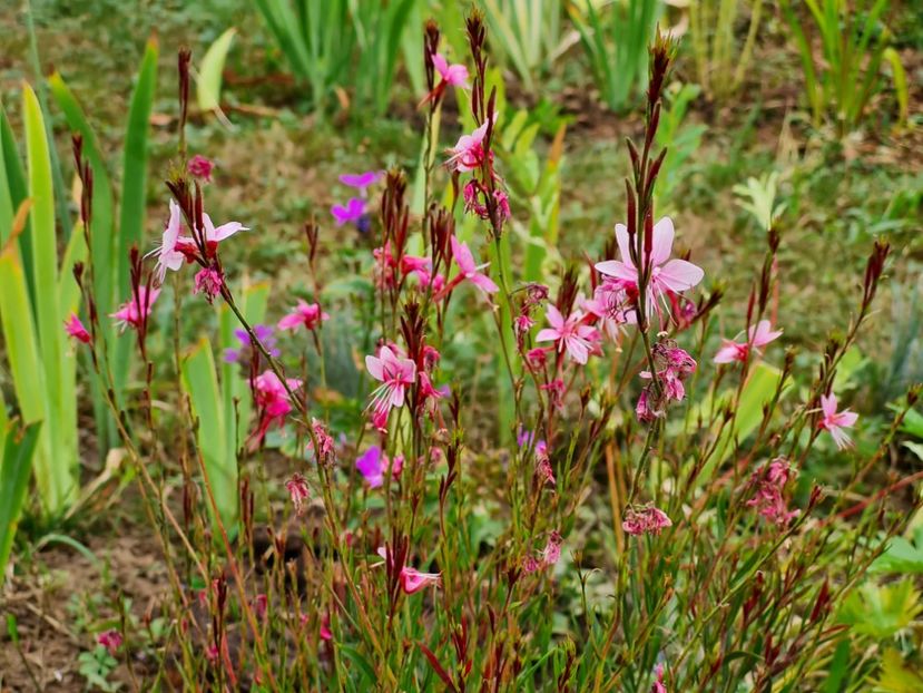 Gaura lidheimeri Pink dwarf - 2022_Iulie_August