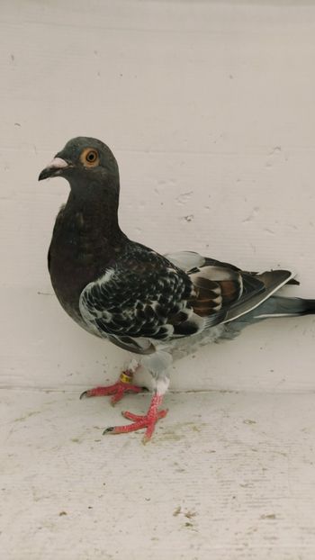  - De vânzare voiajori pui 2022