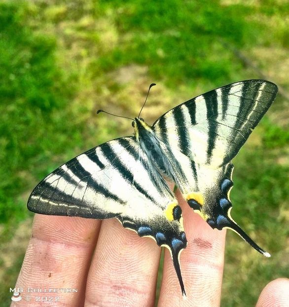 F1 - FLUTURI - BUTTERFLYS