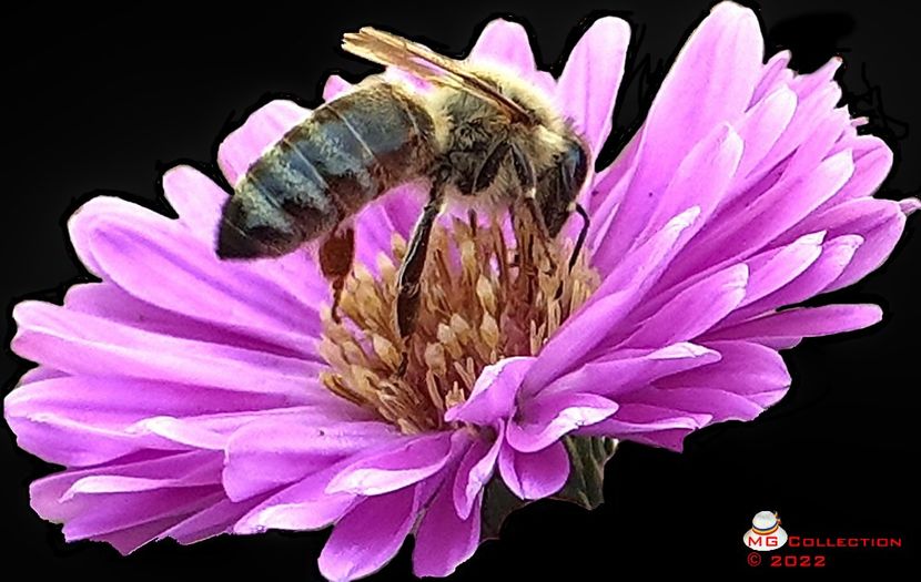 Albina 5 - INSECTE - BUGS