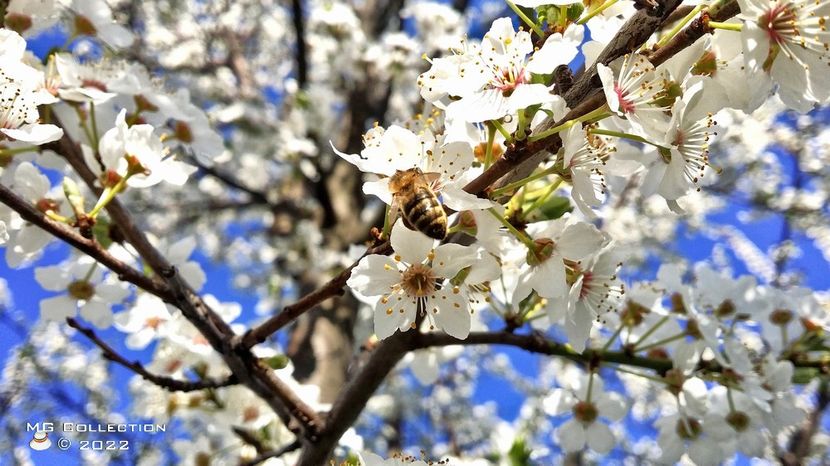 Albina - INSECTE - BUGS