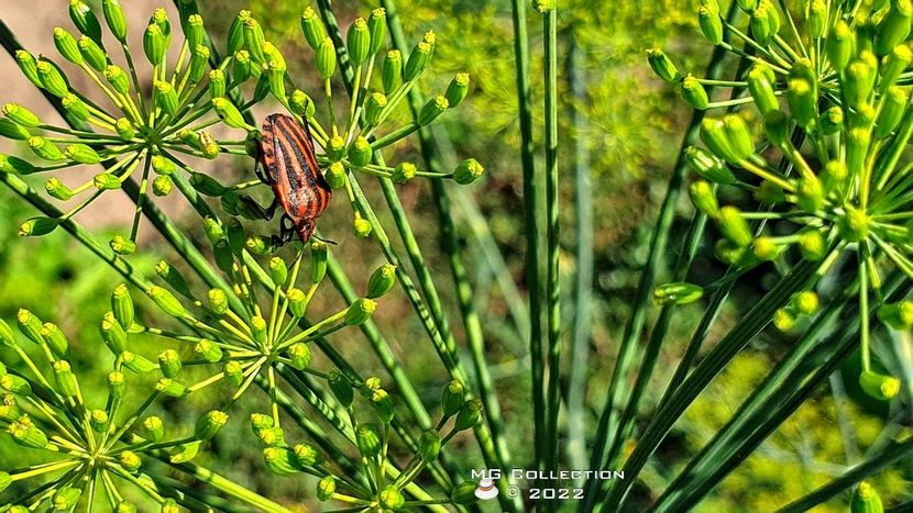 No name 3 - INSECTE - BUGS