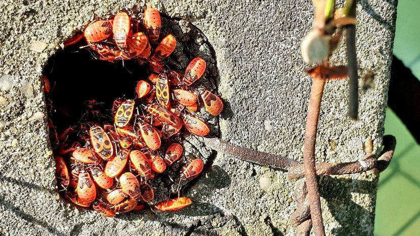 No name 4 - INSECTE - BUGS