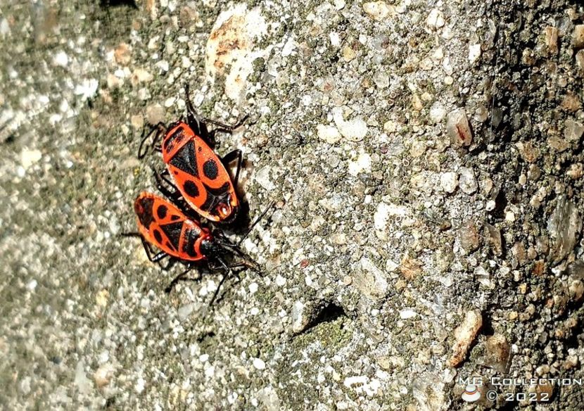 No name 5 - INSECTE - BUGS