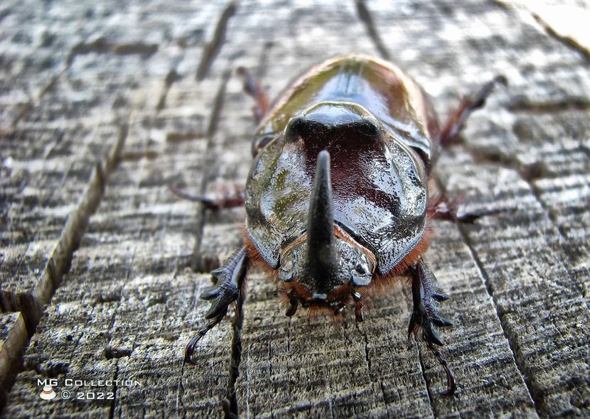 No name 8 - INSECTE - BUGS