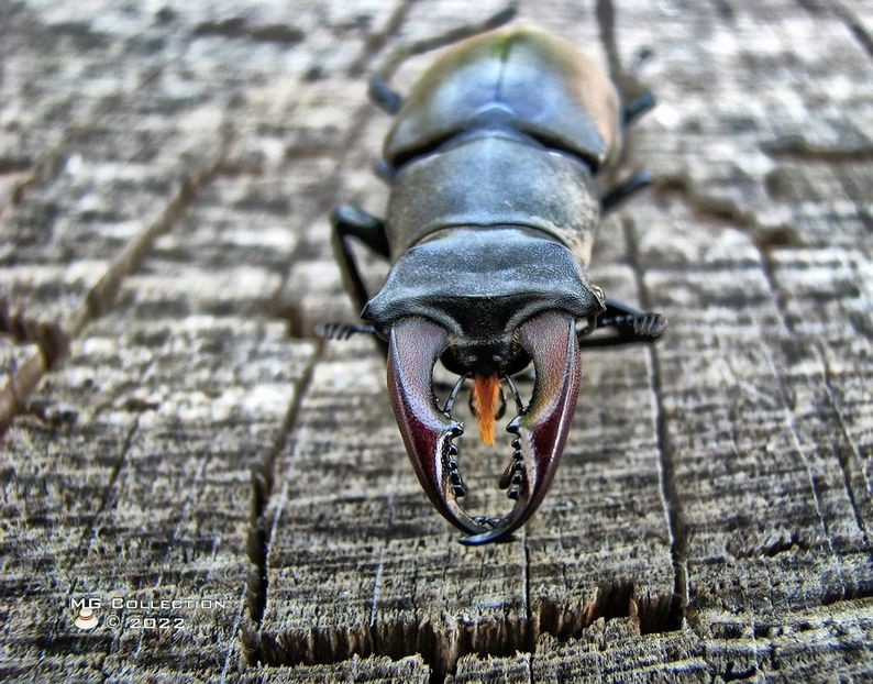 No name 9 - INSECTE - BUGS