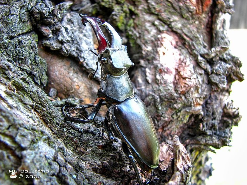 No name 13 - INSECTE - BUGS