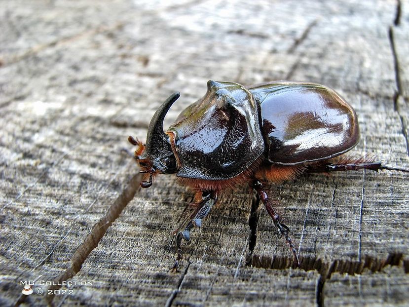 No name 14 - INSECTE - BUGS