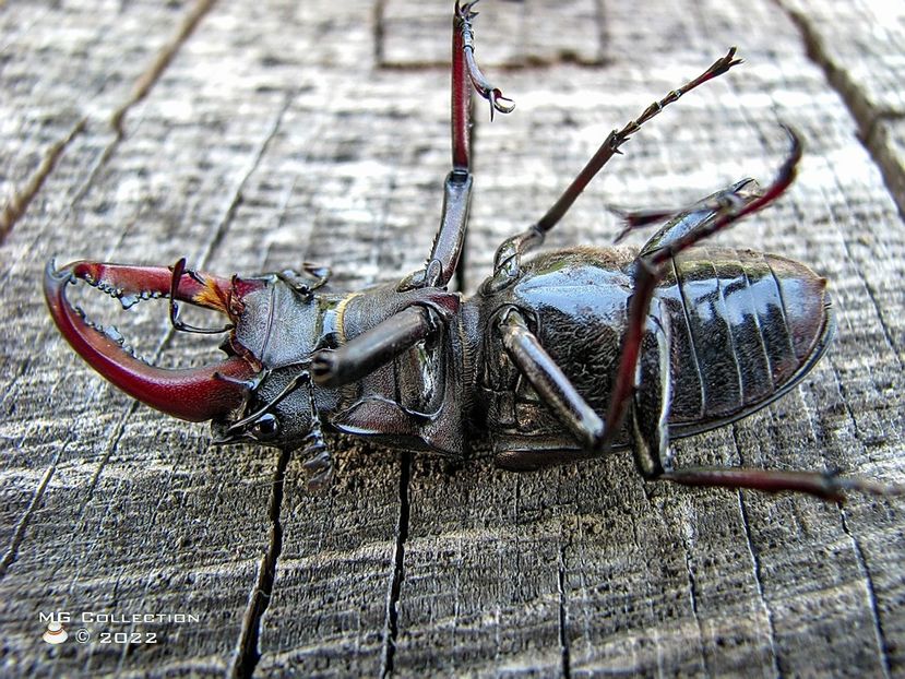 No name 15 - INSECTE - BUGS