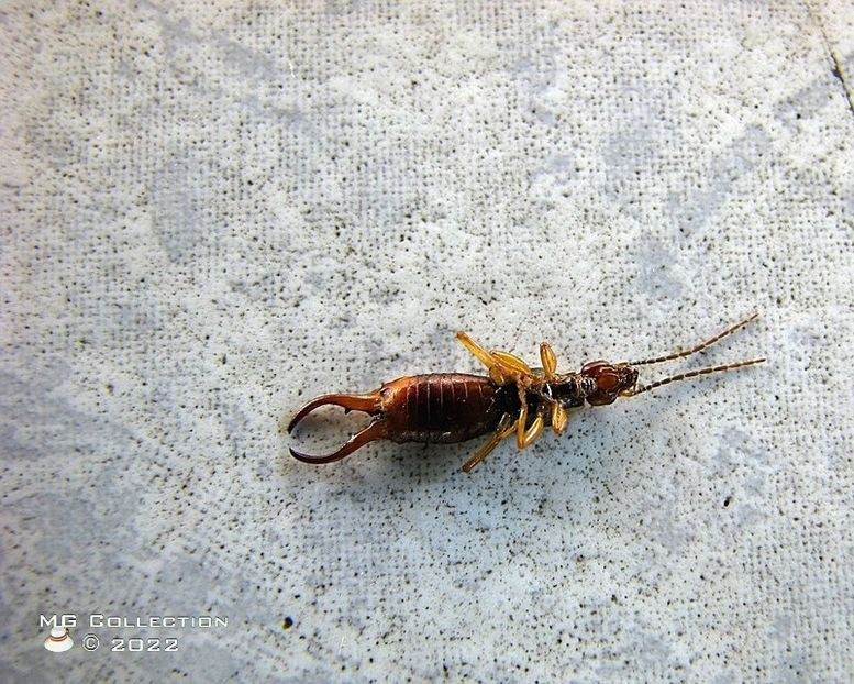 No name 16 - INSECTE - BUGS