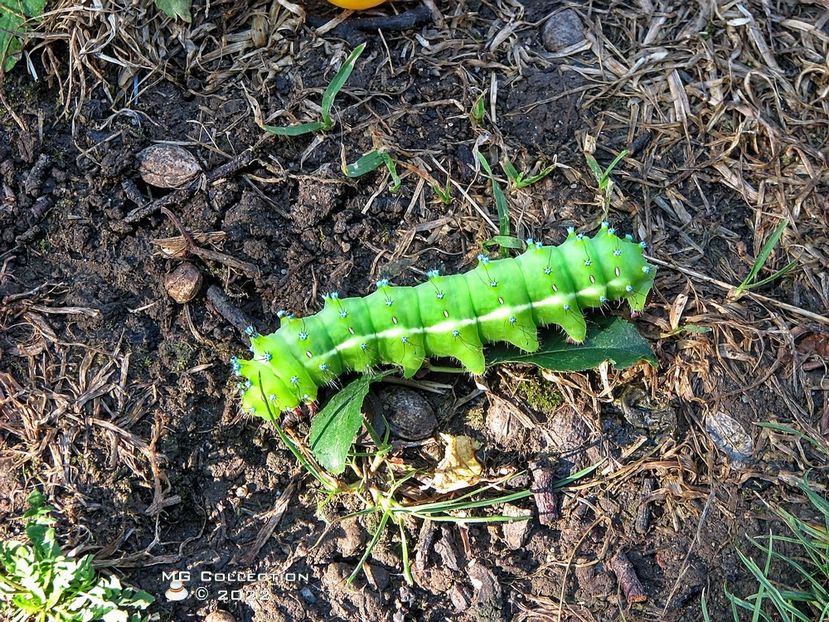 No name 17 - INSECTE - BUGS