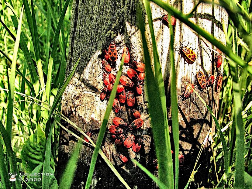 No name 19 - INSECTE - BUGS