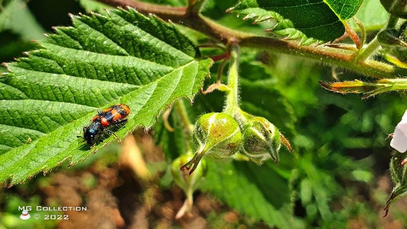 No name - INSECTE - BUGS