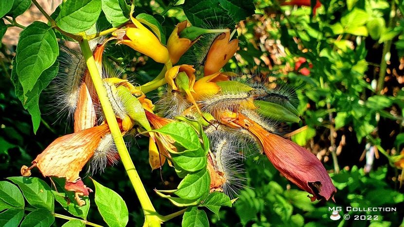 Omida 2 - INSECTE - BUGS