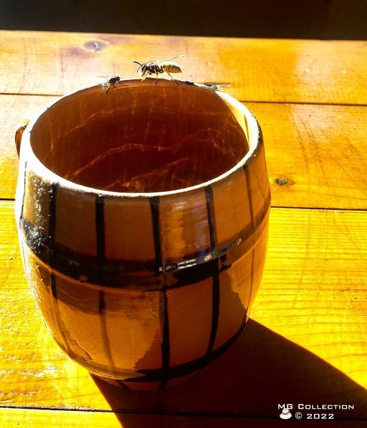 Viespe 1 - INSECTE - BUGS