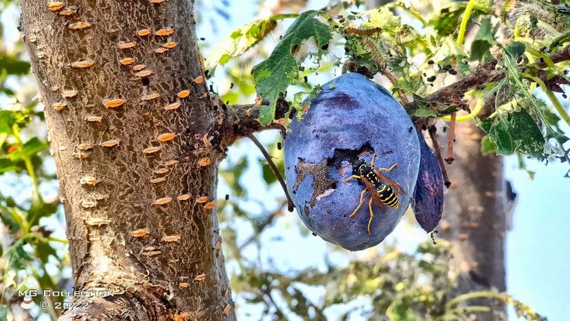 Viespe - INSECTE - BUGS