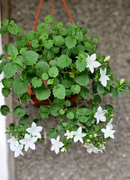 - Campanula alba si bleu
