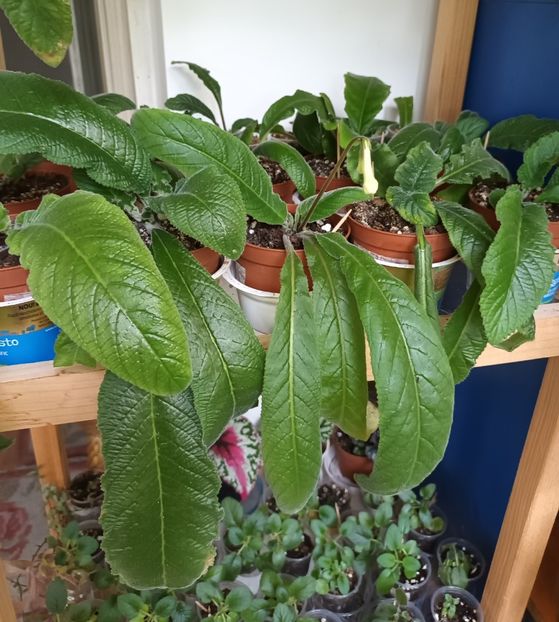  - STREPTOCARPUS