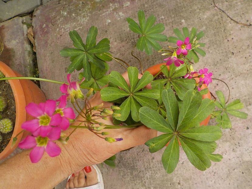  - oxalis adenophylla