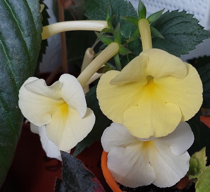 Himalayan Sunrise - AAA RIZOMI ACHIMENES DISPONIBILI -2023