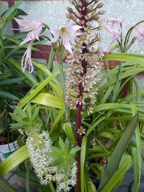  - eucomis