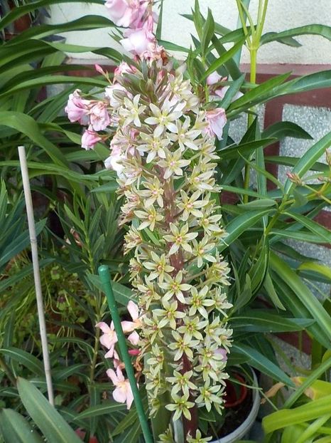  - eucomis