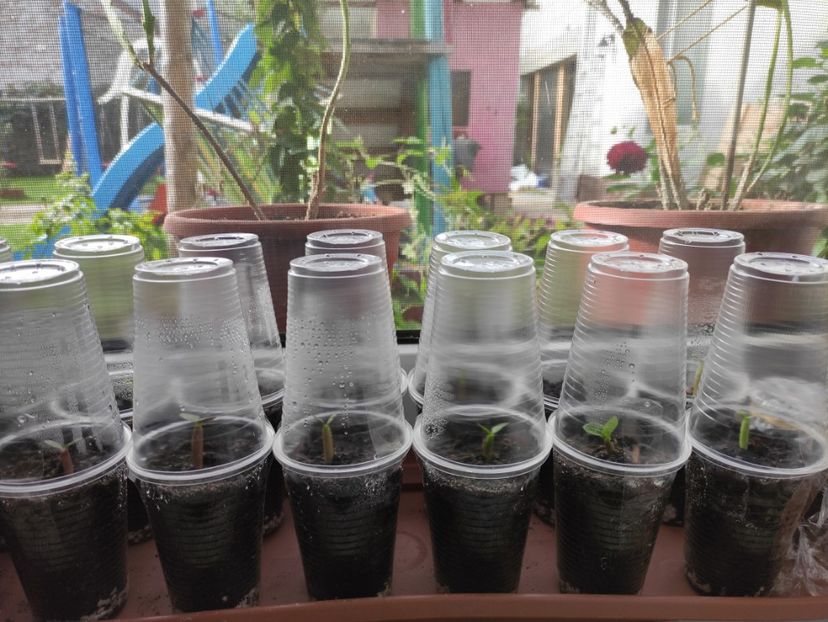  - Adenium - Trandafirul desertului