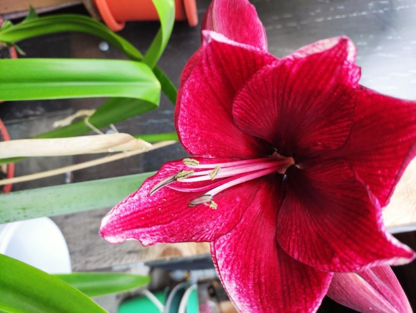  - Amaryllis - Crinul de camera