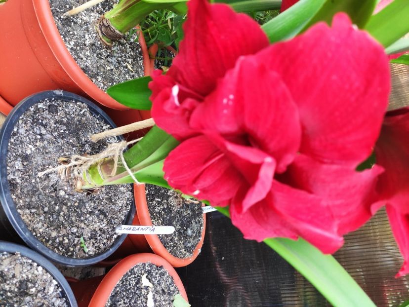  - Amaryllis - Crinul de camera