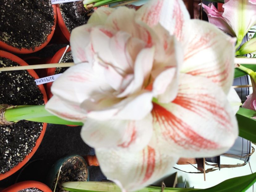  - Amaryllis - Crinul de camera