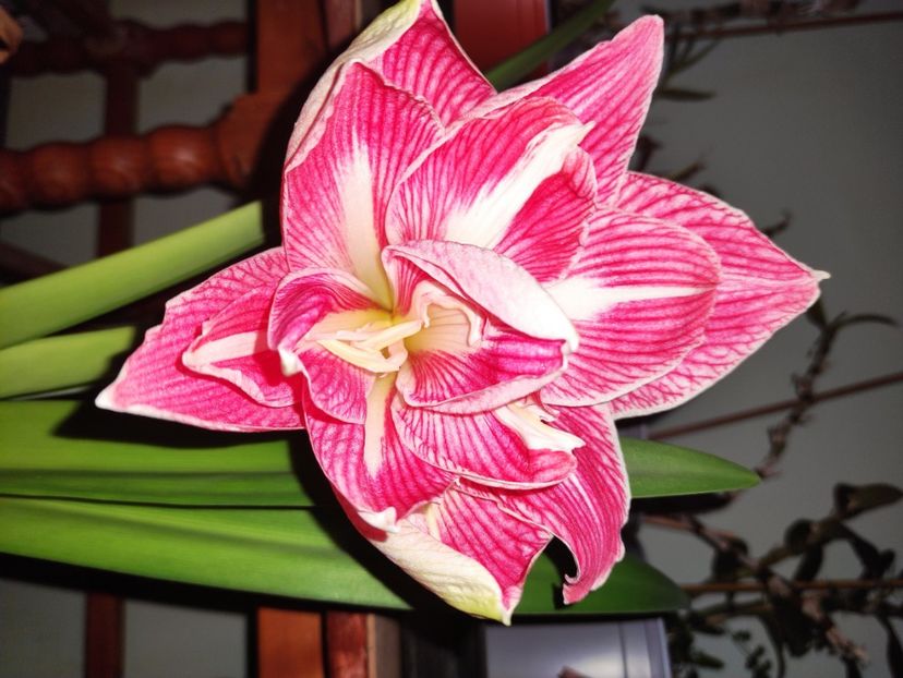  - Amaryllis - Crinul de camera