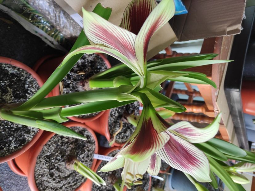  - Amaryllis - Crinul de camera