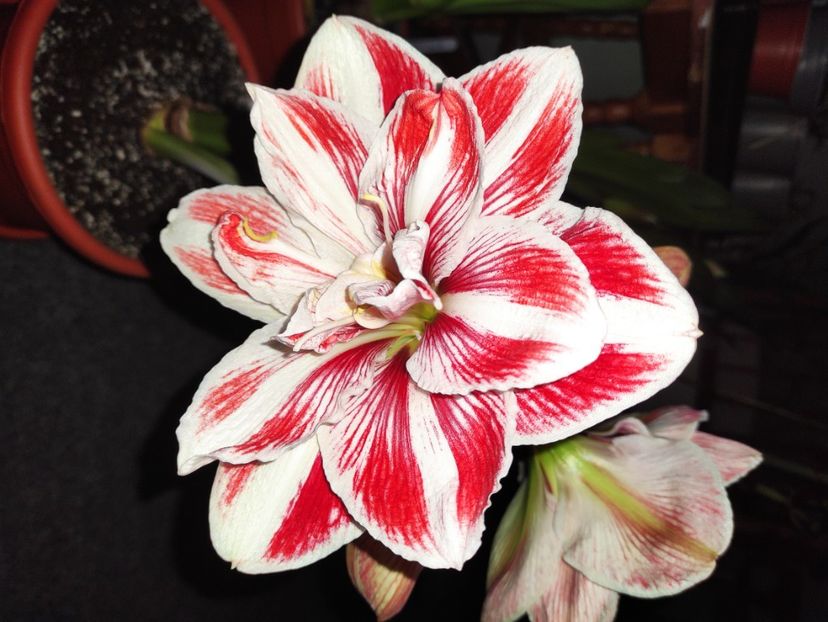  - Amaryllis - Crinul de camera