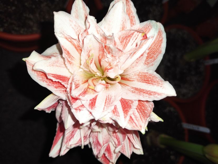  - Amaryllis - Crinul de camera